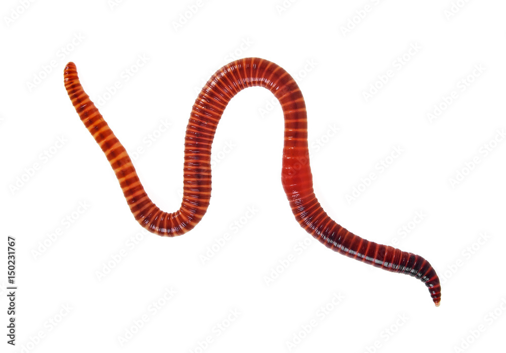Naklejka premium Animal earth worm isolated on white background