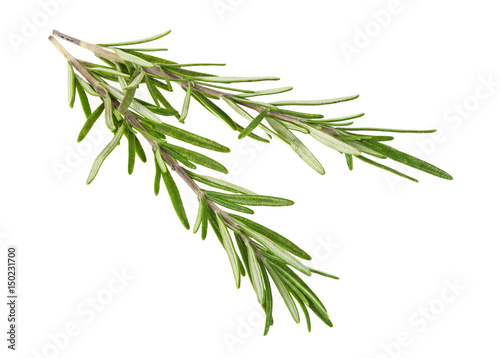 Rosemary twigs on a white background