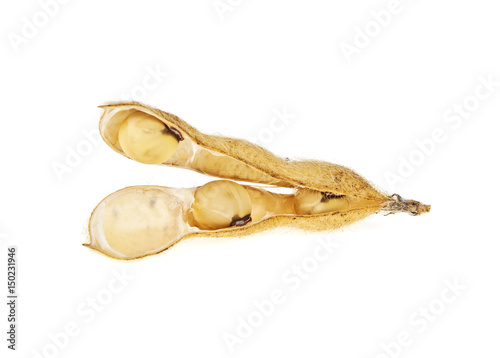 Soybean pods isolated on white background. Soya - protein plant for health food.