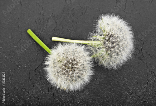 Dandelions against a background of black stone