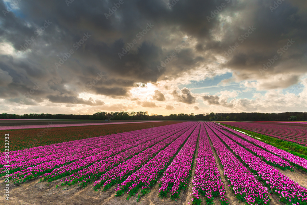 Fototapeta premium Amazing tulips field