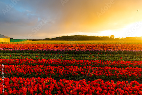 Clouds and beautiful flowers field