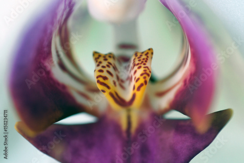 Lila Orchidee mit weissen Bl  ttern