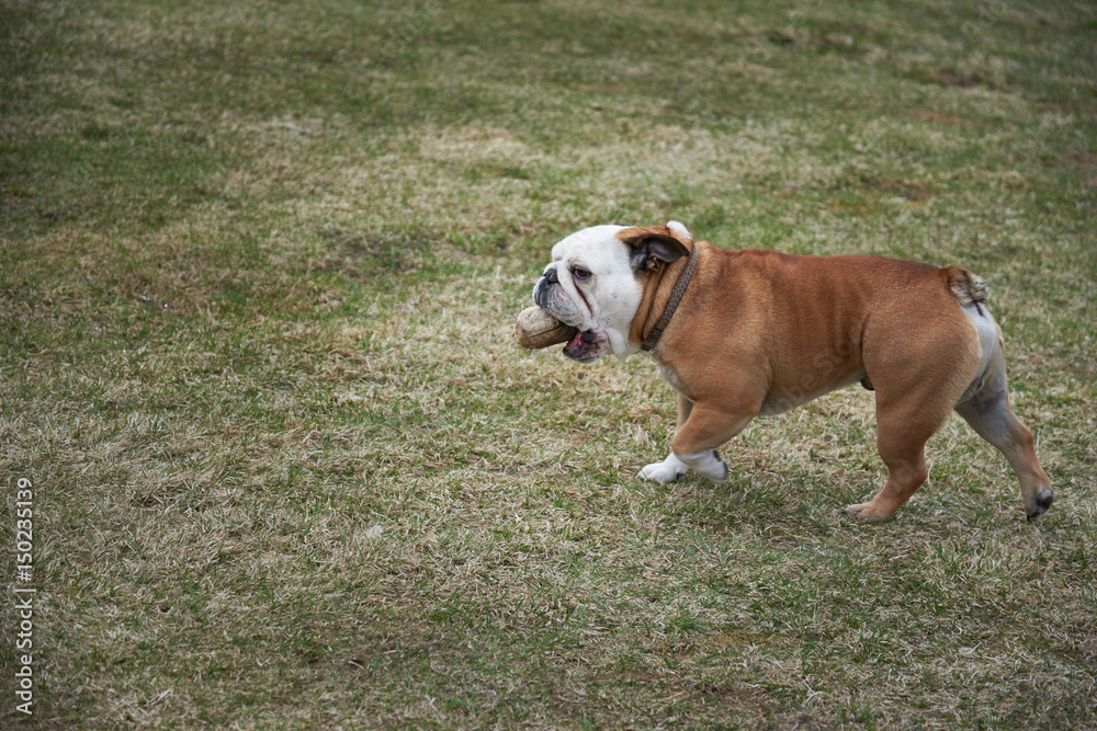 English bulldog playing with wooden stick on grass background. English bulldog playing with wooden stick on grass background.