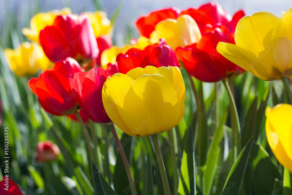 Obraz premium Tulips in the Garden