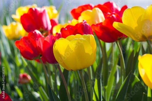 Fototapeta Naklejka Na Ścianę i Meble -  Tulips in the Garden