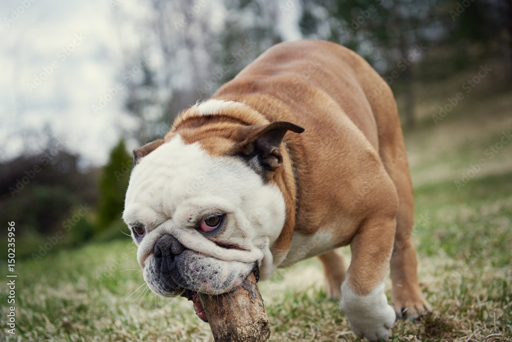 English bulldog playing with wooden stick in countryside. It is looking in the camera. English bulldog playing with wooden stick in countryside. It is looking in the camera.
