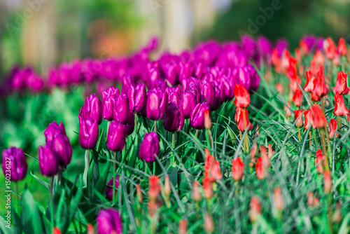 Wallpaper Mural Amazing flowers field atthe park Torontodigital.ca