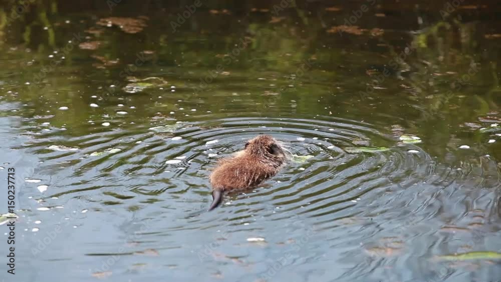 Nutria (Myocastor coypus), Sumpfbiber in der Lewitz (Mecklenburg-Vorpommern) Nutria (Myocastor coypus), Sumpfbiber in der Lewitz (Mecklenburg-Vorpommern)