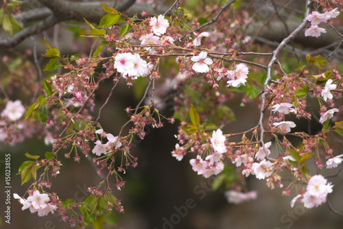 Pink cherry flowers on  Sak...