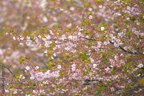 Pink cherry flowers on  Sak...