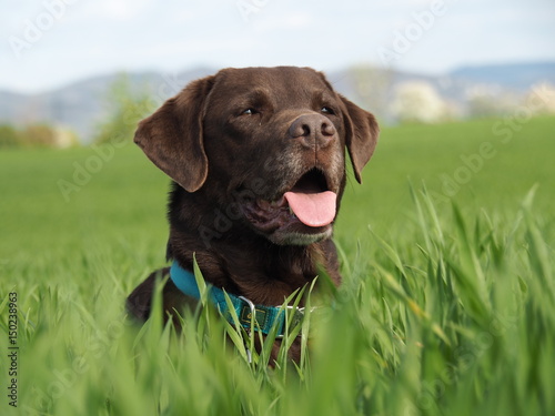 labrador retriever dog lying in the grass