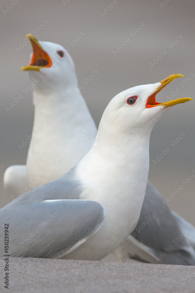 Obraz premium Closeup of two seagulls singing during springtime in city