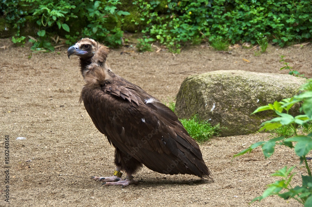 Fototapeta premium Cinereous vulture (Aegypius monachus) standing on the ground.