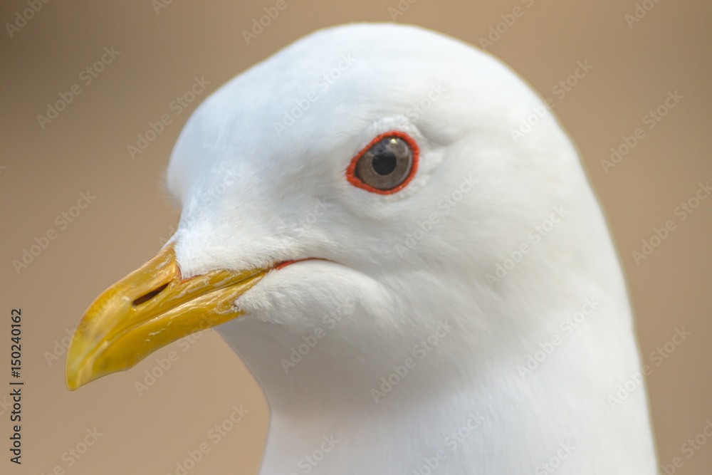 Closeup of seagull during springtime in city Closeup of seagull during springtime in city