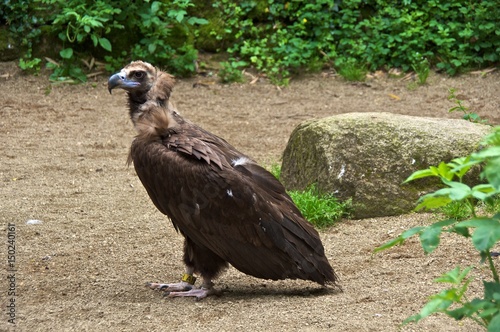 Cinereous vulture  Aegypius monachus  standing on the ground.