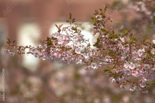 Pink cherry flowers on  Sak...