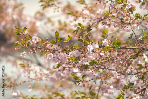Pink cherry flowers on  Sak...