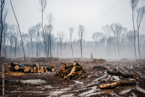 Deforestation. Stump Forest Destruction Damage Climate Trees Shanges photo