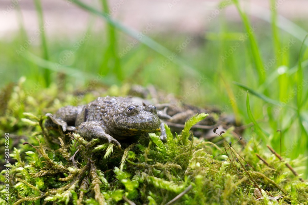 Frog on the moss. Slovakia Frog on the moss. Slovakia