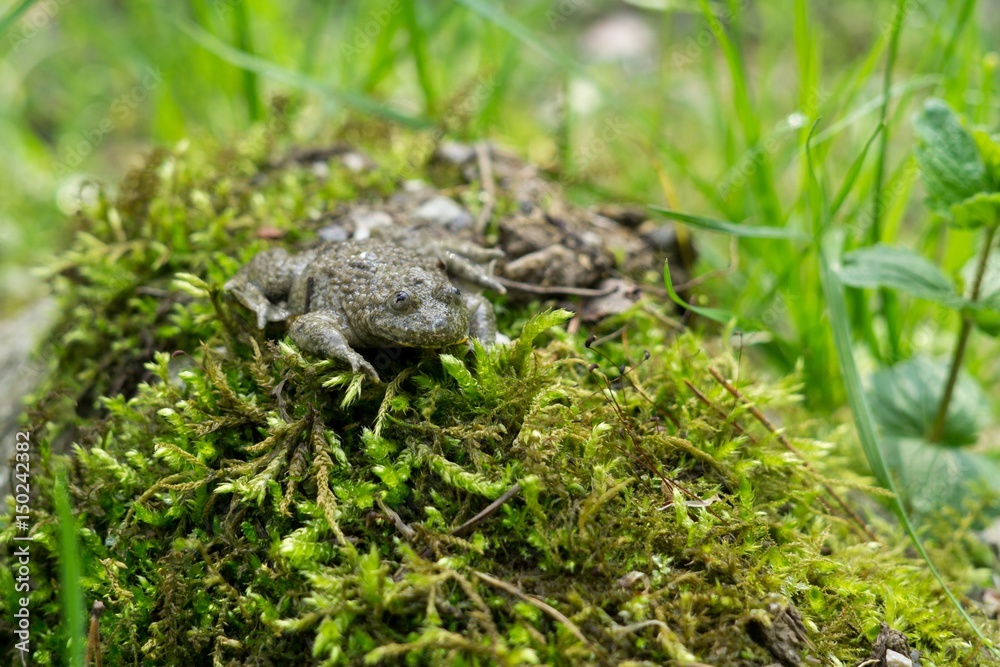 Frog on the moss. Slovakia Frog on the moss. Slovakia