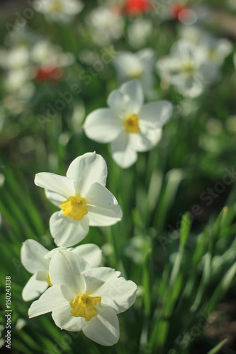 Fototapeta Naklejka Na Ścianę i Meble -  White daffodils among green leaves on a sunny day