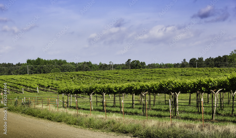 Vineyard in winery region of Arkansas during early spring when the viines have begun to produce wine grapes