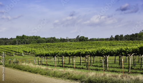 Vineyard in winery region of Arkansas during early spring when the viines have begun to produce wine grapes