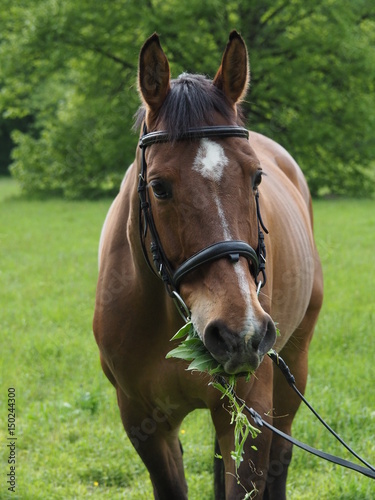 brown horse potrait, grass background, eating grass © Christina