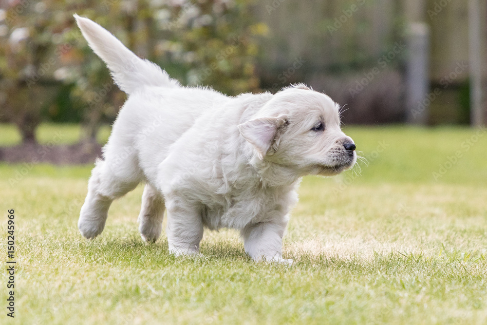 Active playful pup Active playful pup