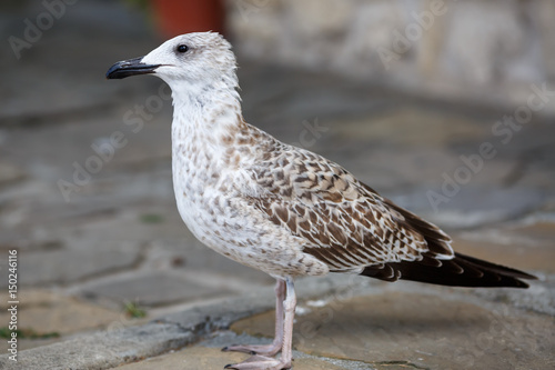 Seagull stands on the sidewalk. Selective focus