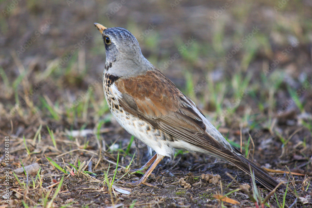 Fototapeta premium Bird shrew
