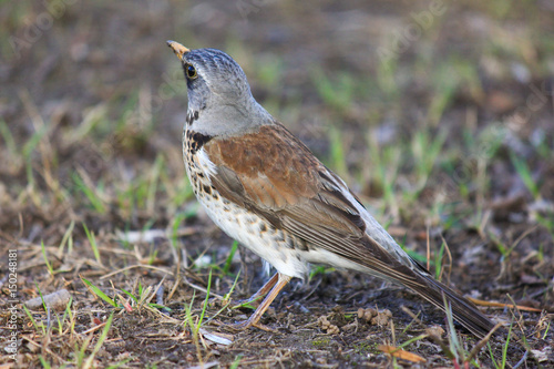 Bird shrew photo