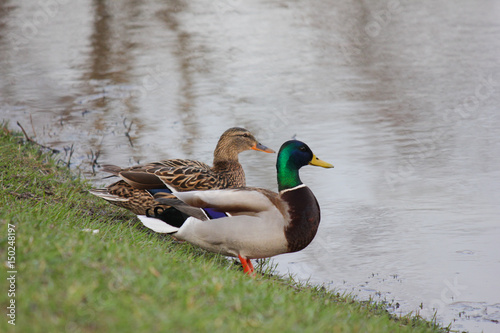 ducks photo