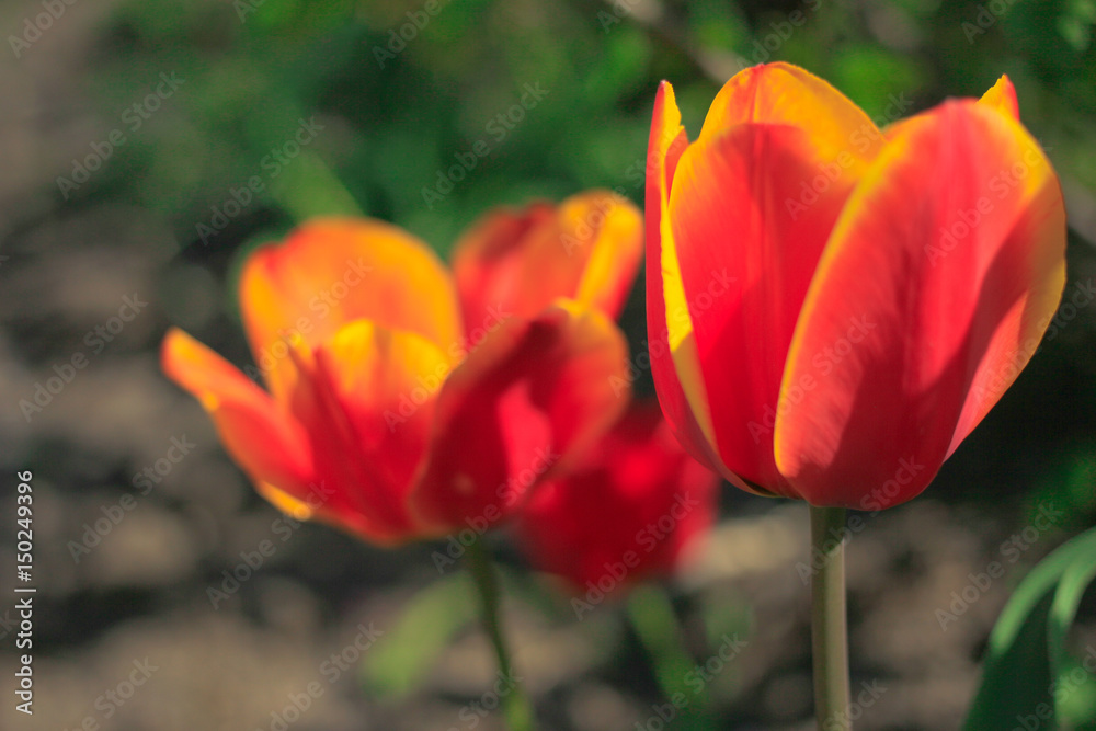 Flowering orange tulips in the garden