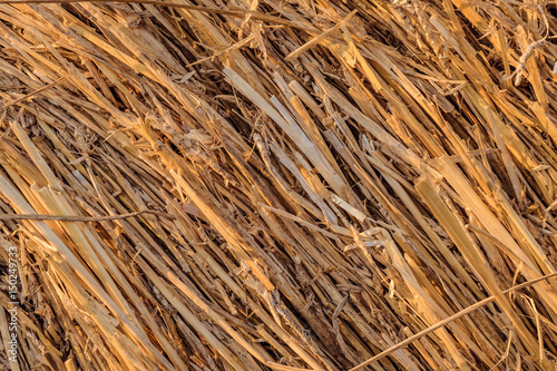 Roll of hay close-up. Vegetable natural texture bale of straw, agricultural fodder billet.