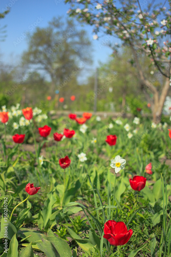 Spring garden with red tulips and white daffodils