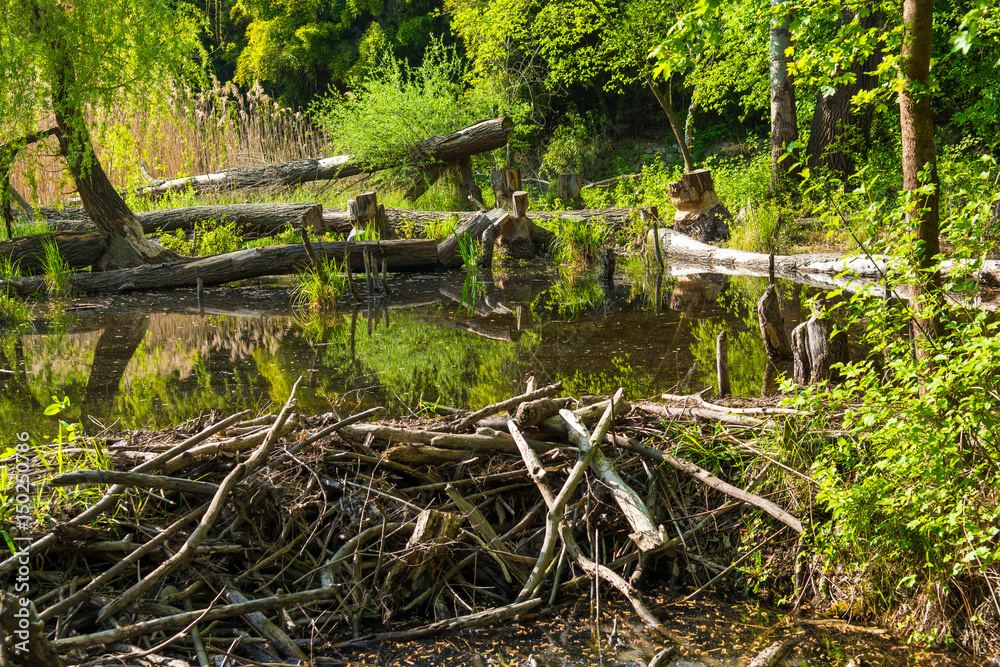 Obraz premium Biberdamm im Nationalpark Donau Auen in Österreich