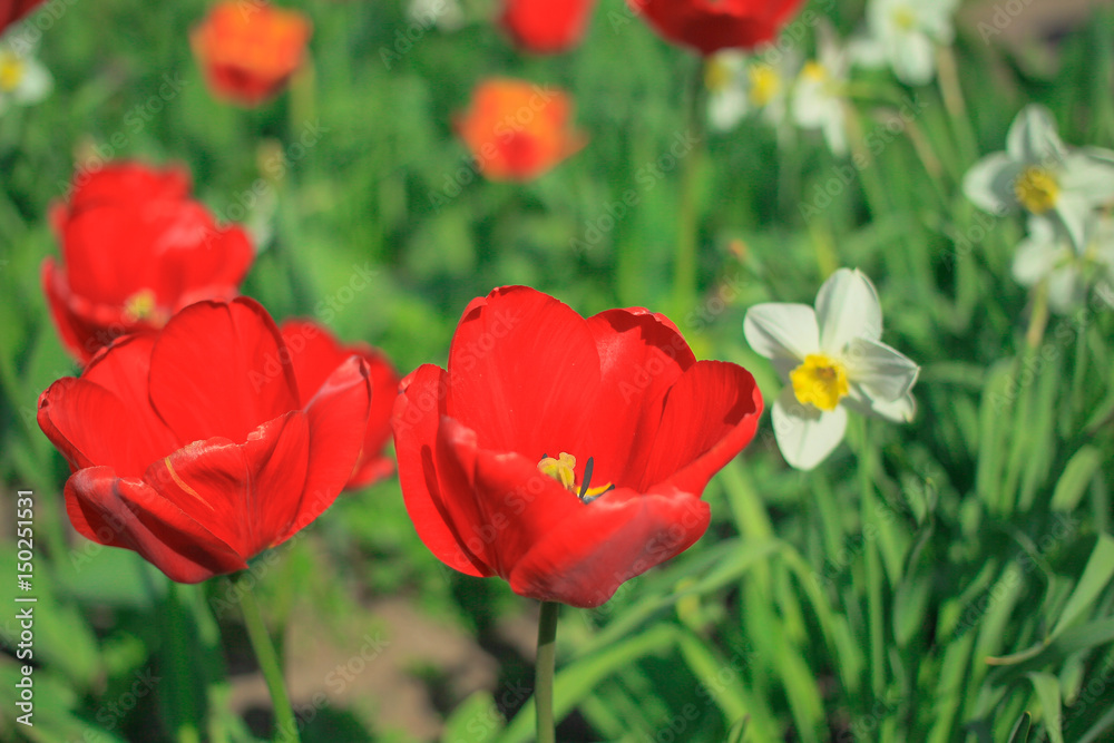 Red tulips and white daffodils among green leaves on a sunny day
