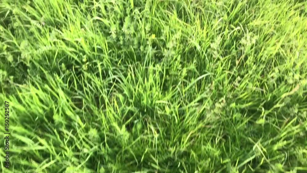 Walking through high green grass Walking through high green grass