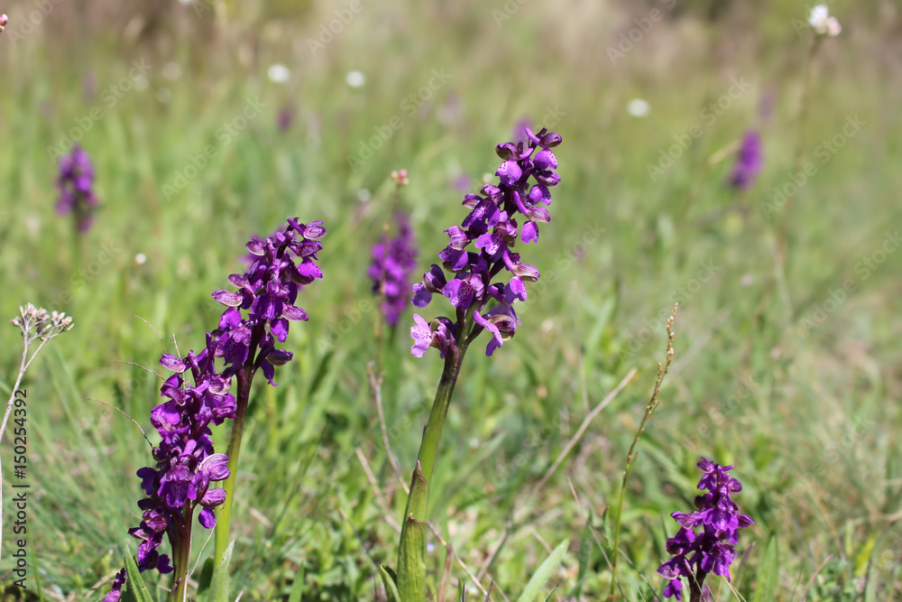 Wild orchids in the meadow (Anacamptis morio) Wild orchids in the meadow (Anacamptis morio)