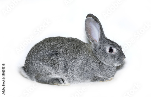 Little rabbit breed of gray silver chinchilla