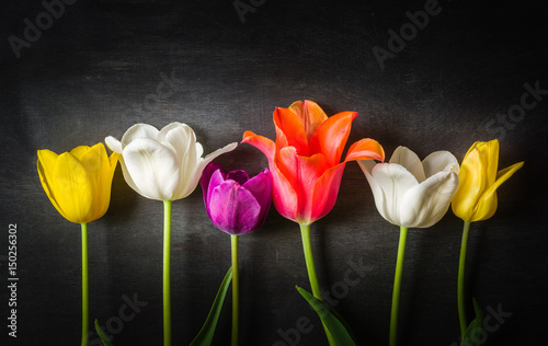 Fototapeta Naklejka Na Ścianę i Meble -  Multicolored tulips on a black background.