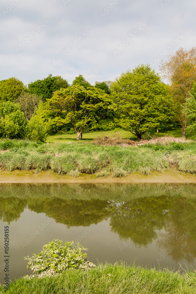 Trees on the River Bank Trees on the River Bank