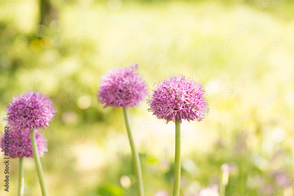 Blossoming onions. Flowers. Floral background Blossoming onions. Flowers. Floral background