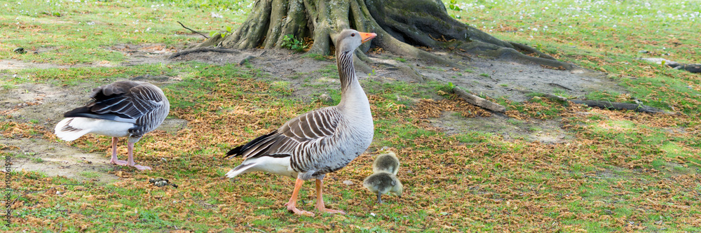 Gänsefamilie unter einem Baum auf einer Wiese Gänsefamilie unter einem Baum auf einer Wiese
