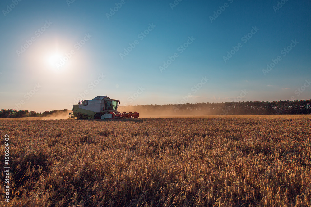 Fototapeta premium Combine harvester agriculture machine harvesting golden ripe wheat field