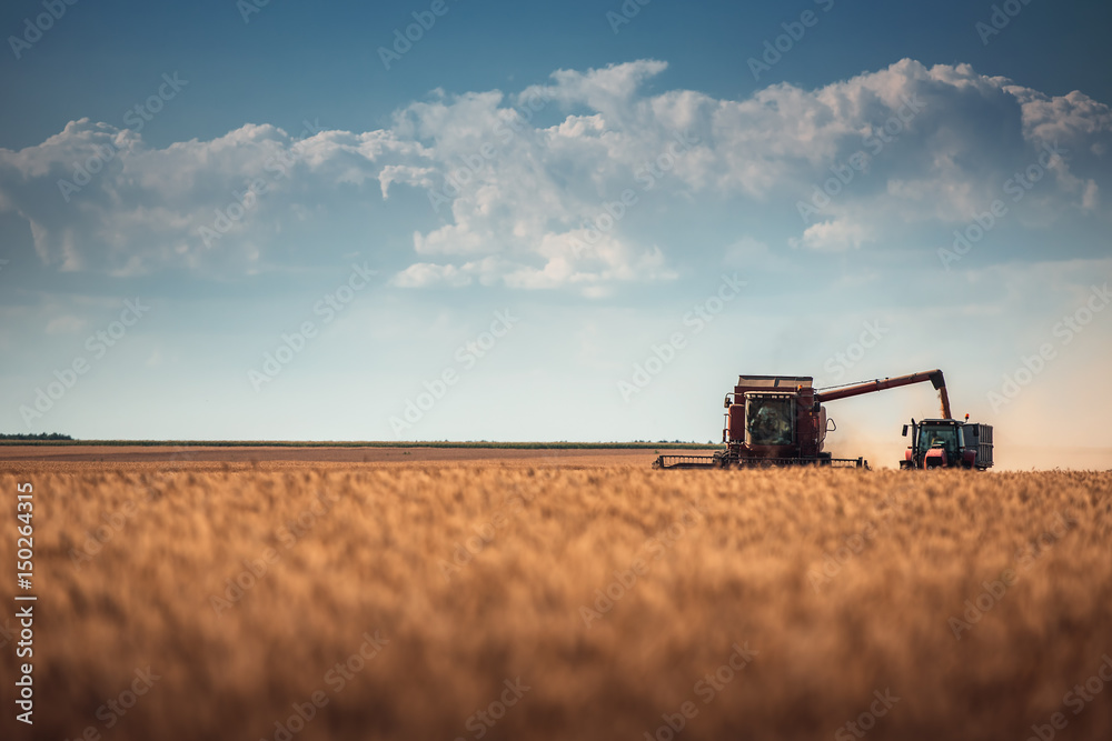 Fototapeta premium Combine harvester agriculture machine harvesting golden ripe wheat field