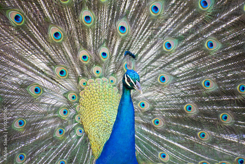 Obraz premium Just Strutting