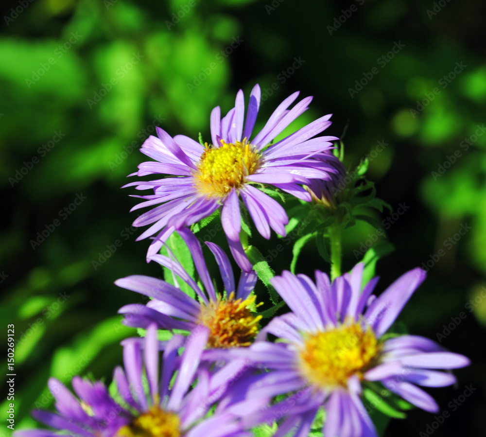 Purple Flowers Purple Flowers